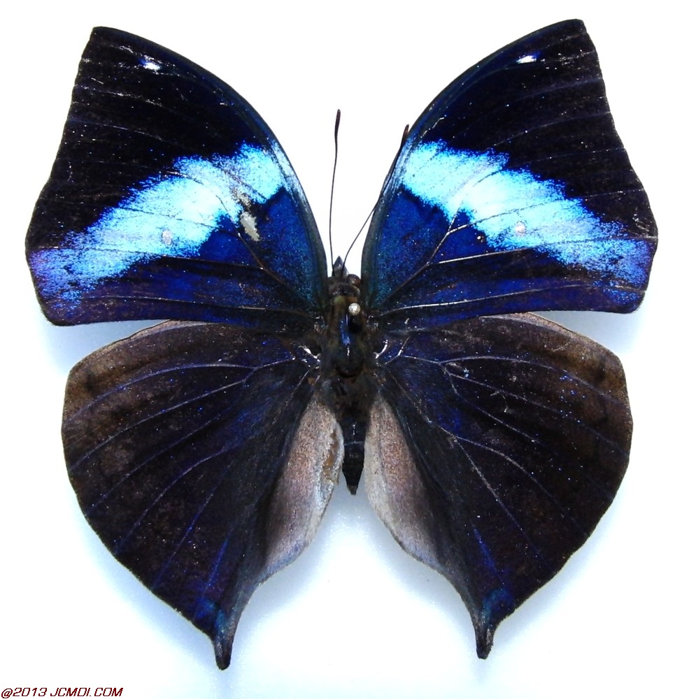Kallima spiridiva (male?) from Sumatra